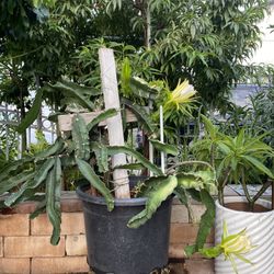 Dragonfruit Plant For Sale
