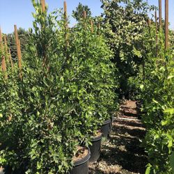 15g Ficus Nitida Privacy Hedge Top Hedge You Can Get