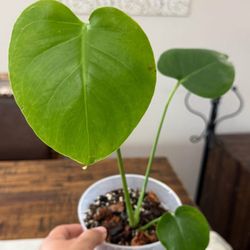 Baby Monstera Deliciosa 