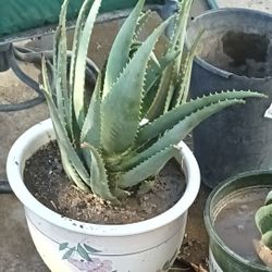 Large Aloe Vera Plant In Large Ceramic Pot