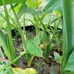 Elephants  Ears Plants