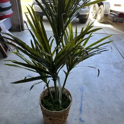 Fake Decor Plant