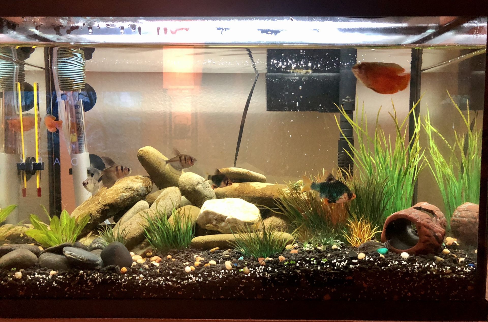 10 gallon fish tank with loads of accessories