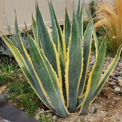 Agave Americana Succulent