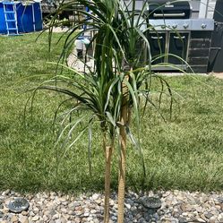 IKEA FEJKA ARTIFICIAL Dragon Tree