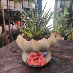 Zebra Succulent Plant 