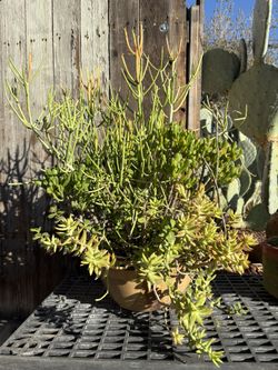 Large Mix Of Succulents In Hand Made Unique One Of A Kind Pot, Fire sticks And Bubble Toes Plus Other Succulents In Pot
