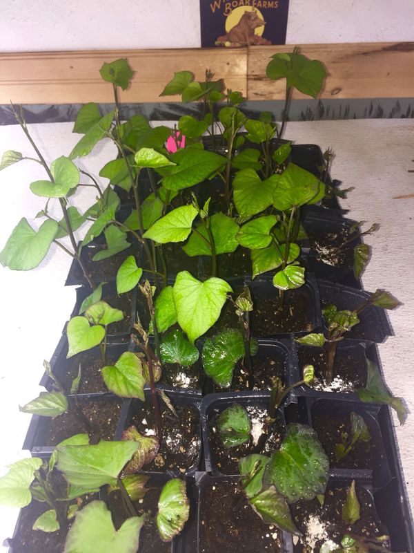 SWEET POTATO PLANTS PURPLE ORGANIC LOVELY for Sale in Puyallup, WA