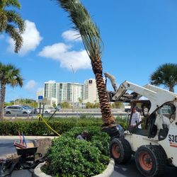 Module Date Palm This Is A Male Specimen