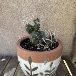 Tephrocactus Articulatus Cactus Plant