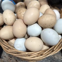 Fresh Eggs