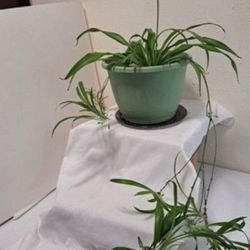 Healthy Spider Plant In 9" Pot