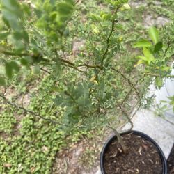 Desert Ironwood Tree