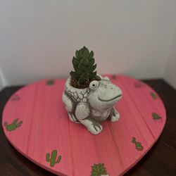 Frog Succulent 