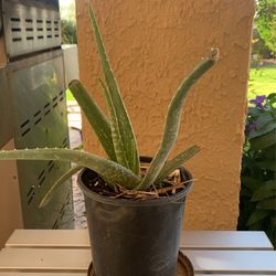 Aloe Plant