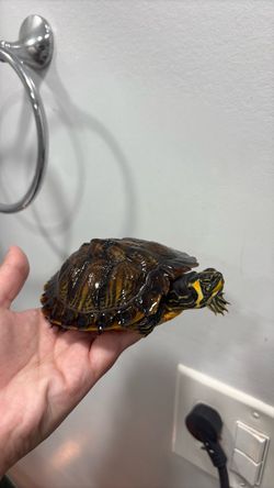 Red earred slider  turtle