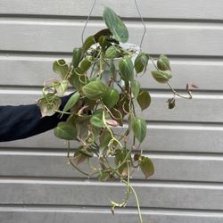 6” Micans Philodendron