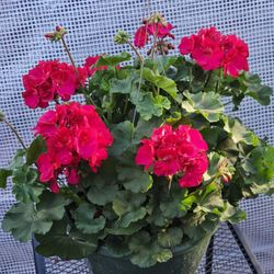 Geranium Full Sun Live Plants 