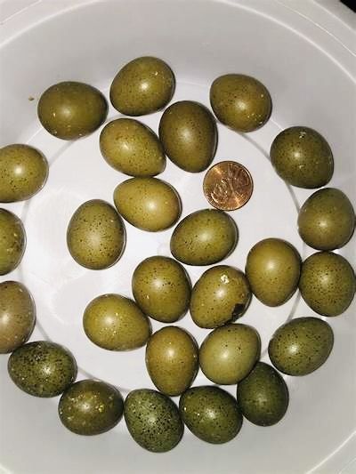 Button quail Eggs