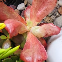 Succulents Plants Variegated Diamond State Korean Pick Up In Upland 
