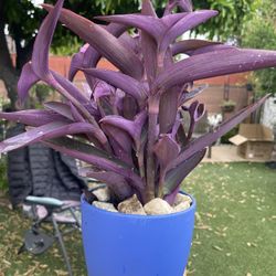 Very Beautiful Purple 💜plants In A Beautiful Pot 