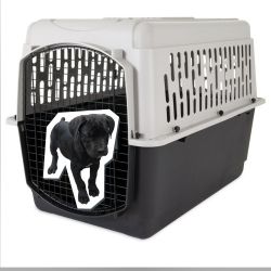 2 Cane Corso Crate  Two months