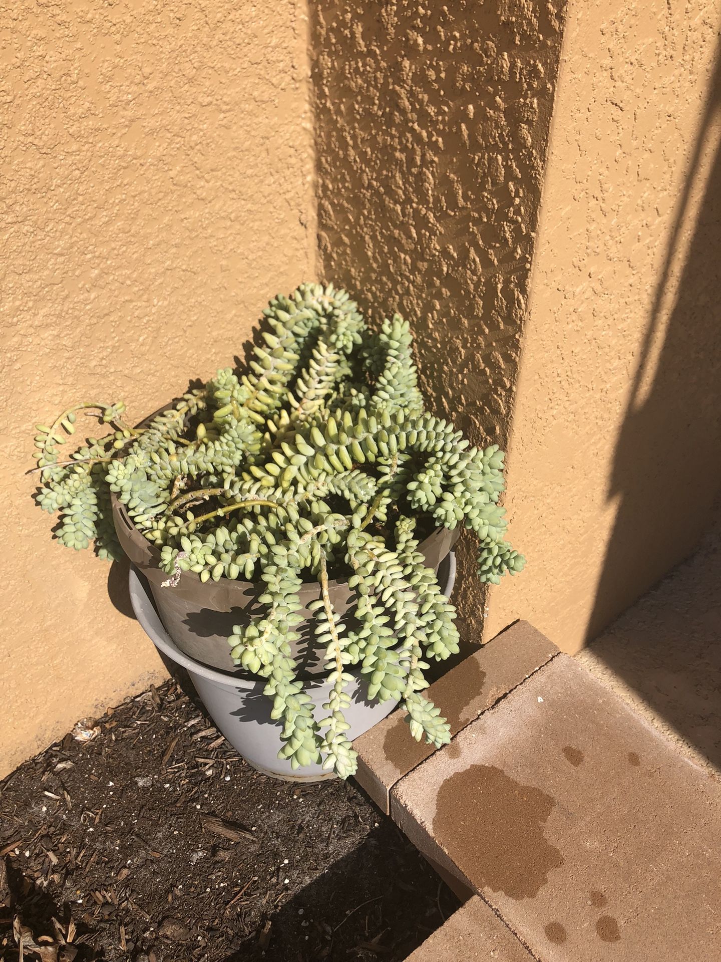 Donkey tail Plant