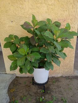 Lechero africano