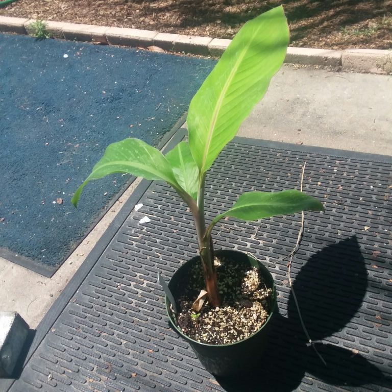 Kandarin banana plant. "Giant banana"