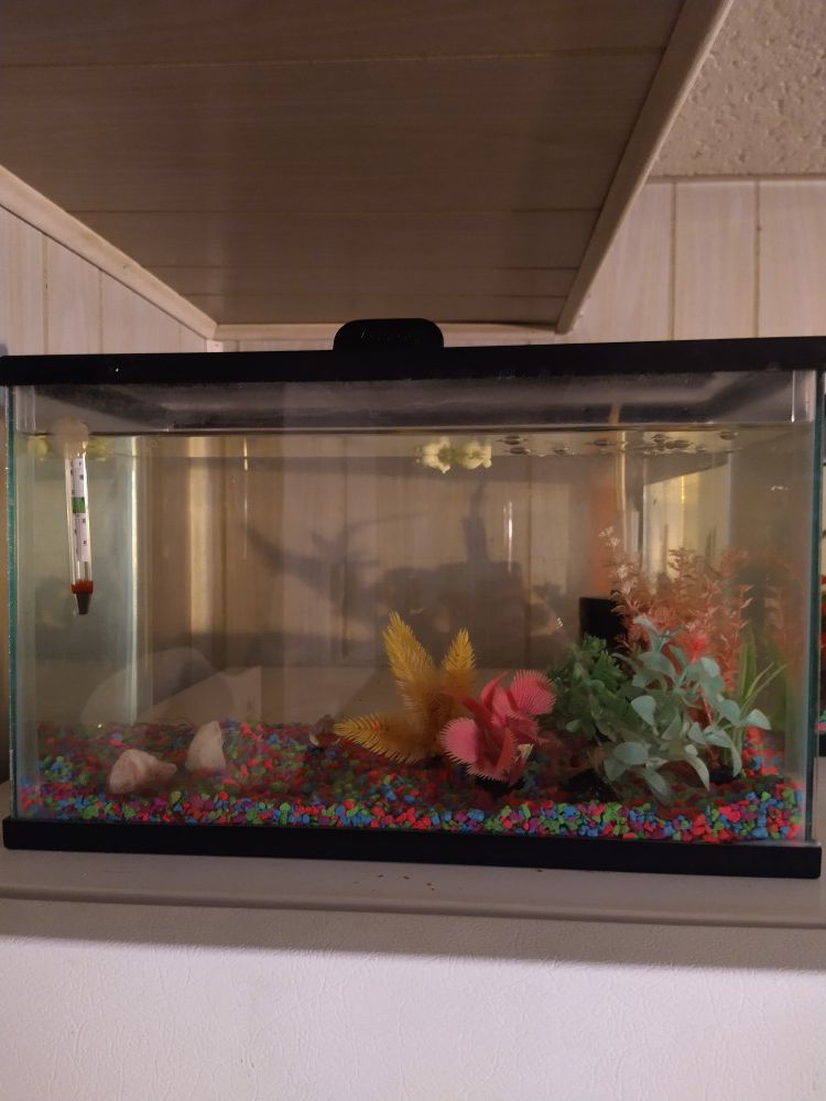5 Gallon Fish Aquarium Tank