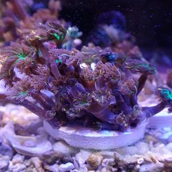 Fake Aquarium Decor - Clove Polyps