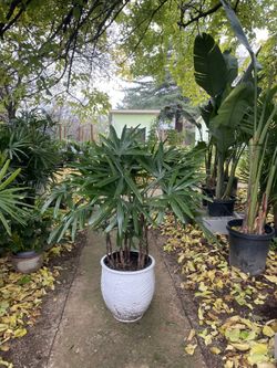   Specialty***huge ~4.5ft (14” pot) Rhapis Palm, Indoor/outdoor 95820 Low light/low maintenance indoor plant 