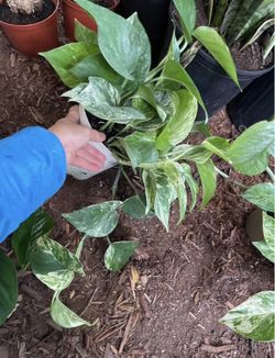 See description***Huge leaf, thick stems, super variegated marble/snow queen pothos; 95820