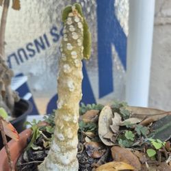 Dorstenia foetida