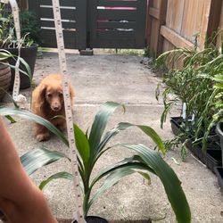 Corn Plants – Beginner-Friendly Indoor Houseplants – $15 (97233)