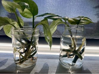 Marbel Queen Pathos $1.00 each