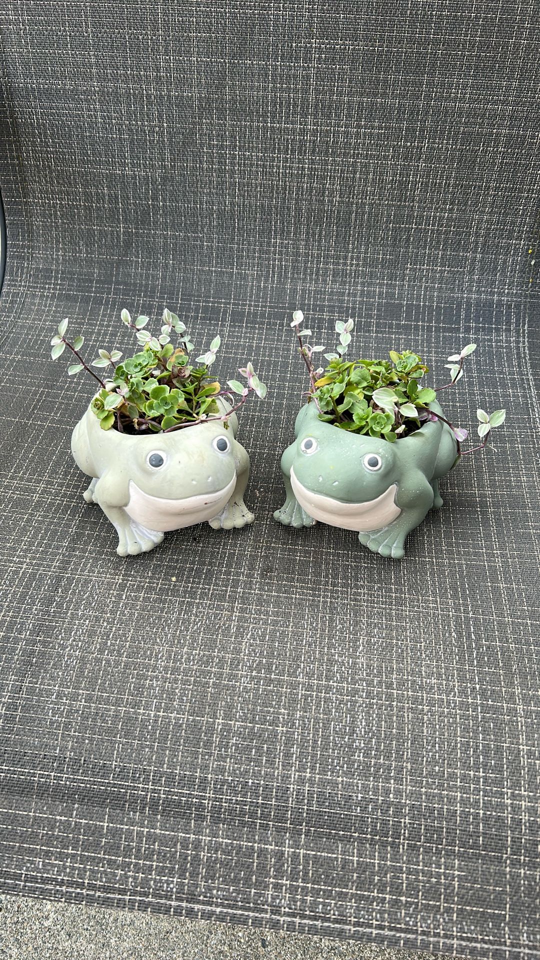 2 Ceramic Frog On Succulent Plant