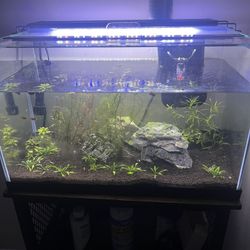 10 gallon Fish tank setup with plants