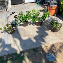 Plants
