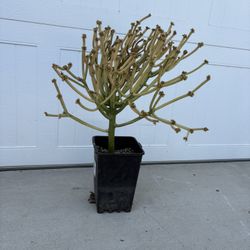 Fire Stick Succulent 