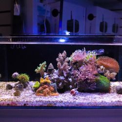 Saltwater Aquarium Decorations