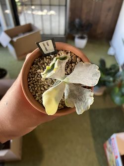 Cotyledon Undulata Variegated