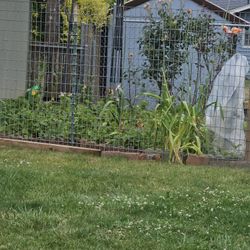 Free Strawberry Plants