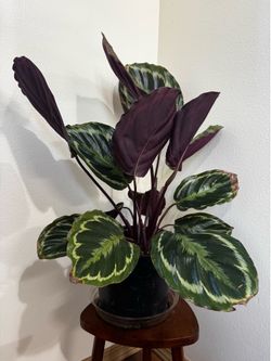 Calathea plant