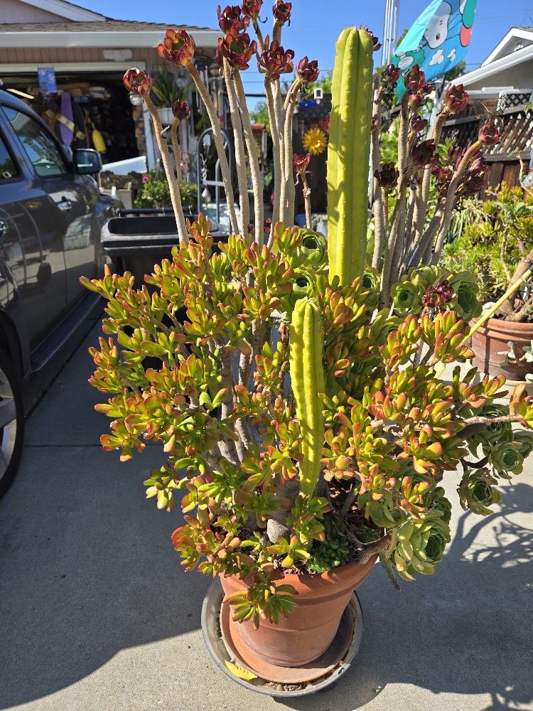 Extra Large Mixed Succulent and Cactus Plant