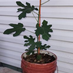 Fig Tree(Brown Turkey)