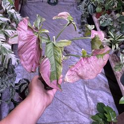 Syngonium White Lava