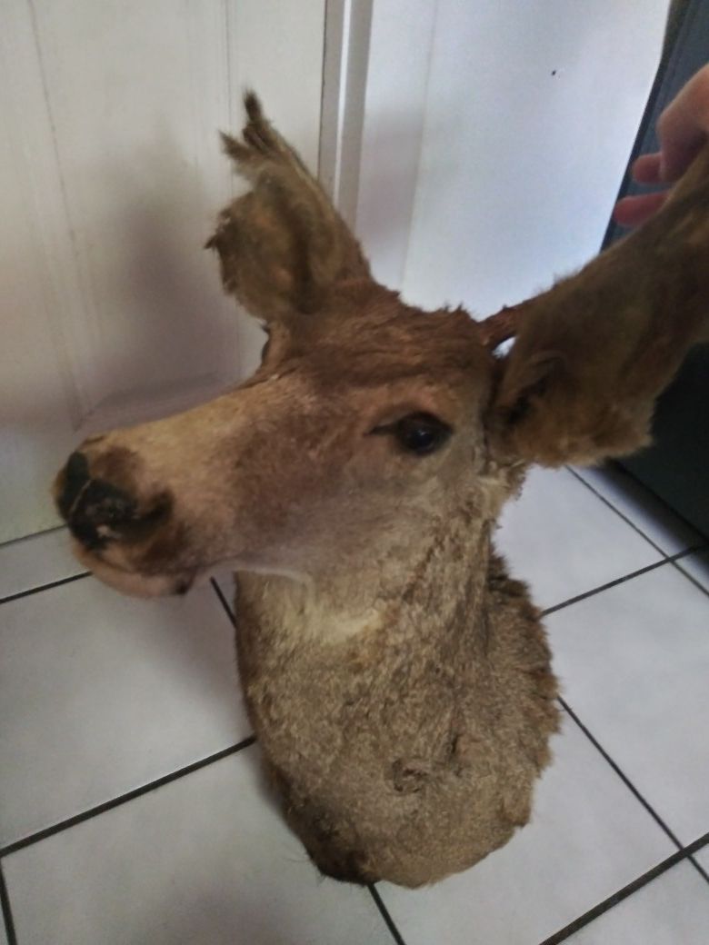 Real taxidermy deer head