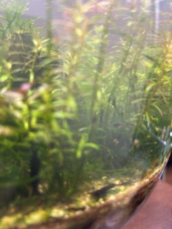 Black Rose Neocaridina