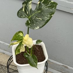 Thai Constellation Monstera